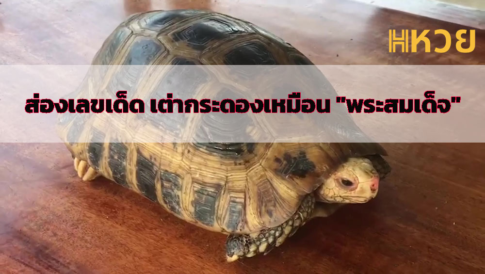เต่ากระดองเหมือนพระสมเด็จ
