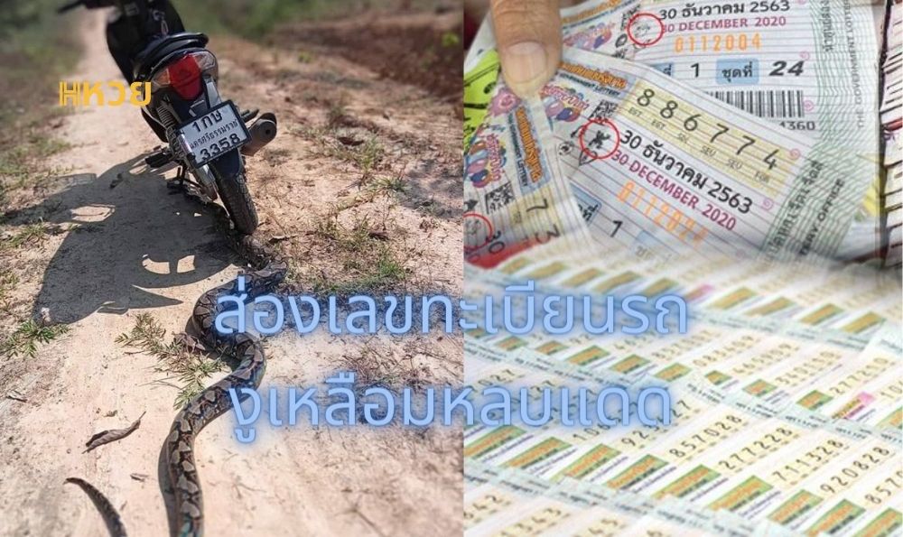 งูเหลือม