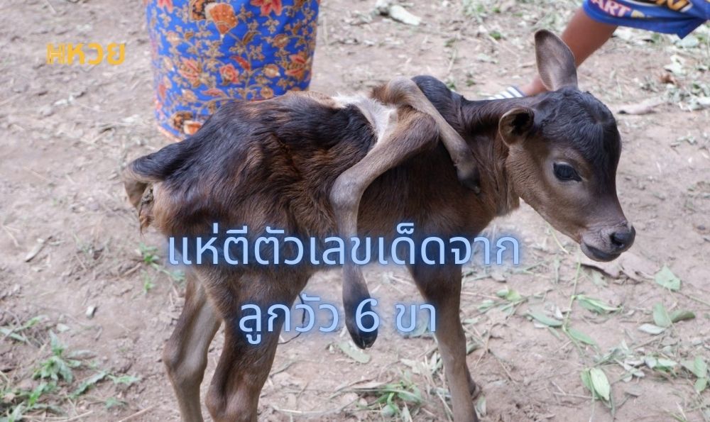แห่ตีตัวเลขเด็ดจากลูกวัว 6 ขา